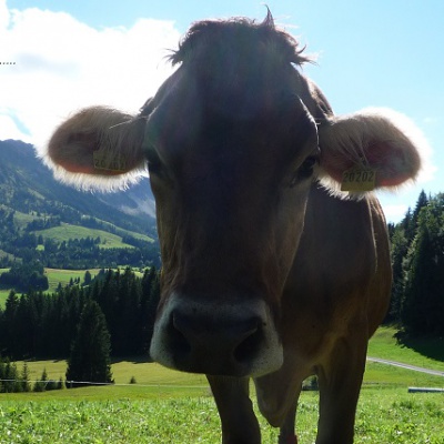 Was kuckst du?