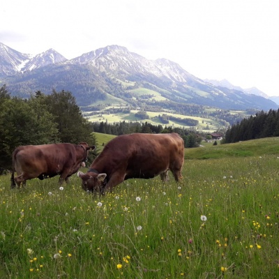 Unser liebes Vieh