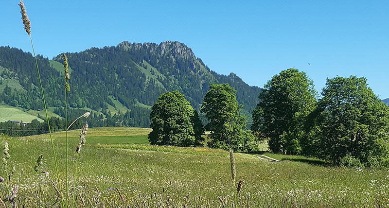 Natur um den Bergbauernhof Weber